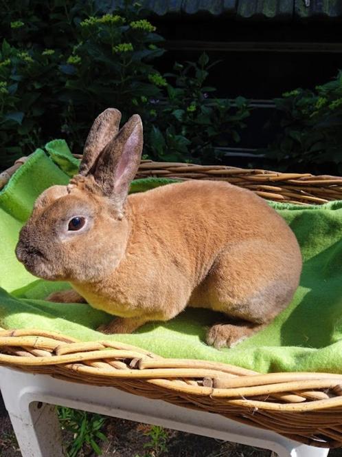 Rexdwerg konijntjes te koop., Dieren en Toebehoren, Konijnen, Dwerg, Meerdere dieren