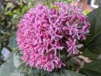 Clerodendrum bungei pindakaas boom plant boompje, Ophalen, Zomer, Overige soorten, Halfschaduw