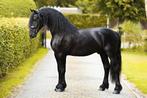Mooie brave friese ruin te koop, Gechipt, Ruin, Dressuurpaard, 3 tot 6 jaar