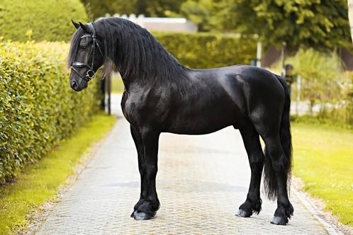 Mooie brave friese ruin te koop, Dieren en Toebehoren, Paarden, Ruin, L, 160 tot 165 cm, 3 tot 6 jaar, Dressuurpaard, Met stamboom