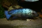Malawi Cichliden: Fossorochromis rostratus, Vis, Zoetwatervis