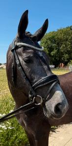 Super mooie toekomstige sportpony, Dieren en Toebehoren, Minder dan 160 cm, B, Dressuurpaard, 3 tot 6 jaar