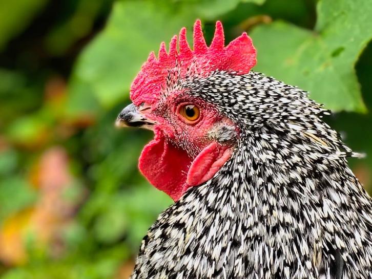 Barred Plymouth Rock haan, Dieren en Toebehoren, Pluimvee, Kip, Mannelijk