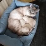 Blue Point Britse korthaar kittens, Dieren en Toebehoren, Katten en Kittens | Raskatten | Korthaar, Meerdere dieren, Ontwormd