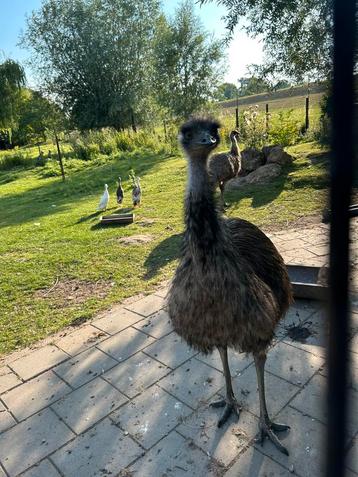 Emoe vrouw / Hen. beschikbaar voor biedingen