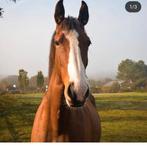 Verzorger/bijrijder gezocht, Dieren en Toebehoren, Paarden en Pony's | Overige Paardenspullen, Ophalen of Verzenden, Nieuw