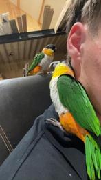 Koppel super tamme zwartkop caique’s, Dieren en Toebehoren, Vogels | Parkieten en Papegaaien, Meerdere dieren, Papegaai