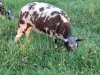 Dekram, Dieren en Toebehoren, Schapen, Geiten en Varkens, Mannelijk, Schaap