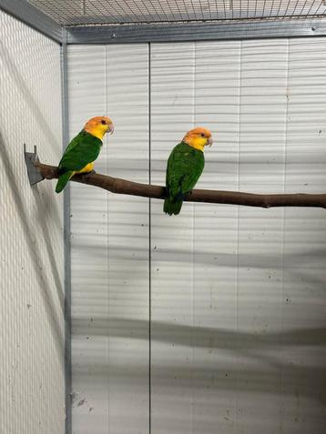 Roestkop caique  beschikbaar voor biedingen