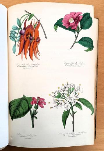 Botanique 1854 Le Maout - Botanie met 23 platen in kleur beschikbaar voor biedingen