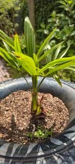 Palmboom stekken winterhard, Ophalen of Verzenden, Bloeit niet, Overige soorten, Volle zon