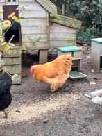 Orpington koppel, Dieren en Toebehoren, Meerdere dieren, Kip