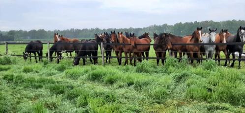 Opfok / weidegang / pensionstalling, Dieren en Toebehoren, Stalling en Weidegang, Opfok, Stalling, Weidegang