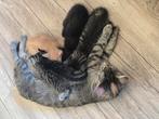 Mooie kittens, Dieren en Toebehoren, Meerdere dieren, Kortharig, 0 tot 2 jaar