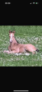 Kwaliteitsvol hengstveulen klein paard/E uit mooie lijn, Dieren en Toebehoren, Paarden, Hengst, Minder dan 160 cm, 0 tot 2 jaar