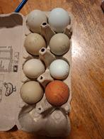 Broedeieren van onze eigen kippen – met zorg bewaard, Dieren en Toebehoren, Pluimvee, Geslacht onbekend, Kip