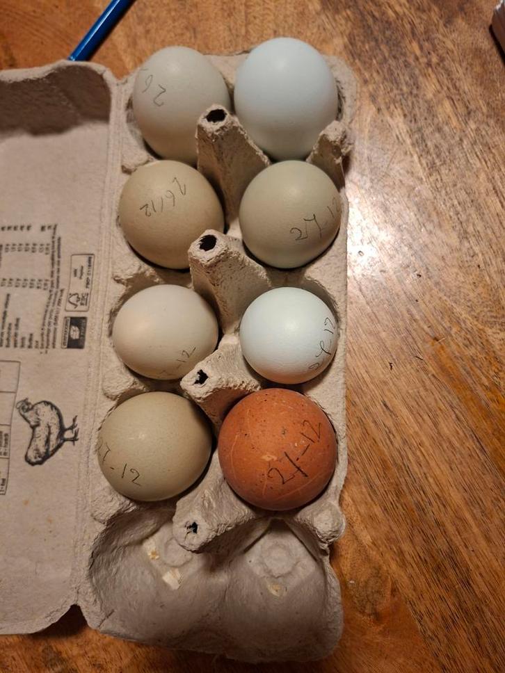 Broedeieren van onze eigen kippen – met zorg bewaard, Dieren en Toebehoren, Pluimvee, Kip, Geslacht onbekend
