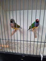 Gouldamadine koppel wildkleur natuurbroed (2), Dieren en Toebehoren, Vogels | Overige Vogels, Meerdere dieren, Geringd