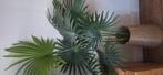 Kunstplant, Huis en Inrichting, Kamerplanten, Ophalen, Palm, Halfschaduw, In pot