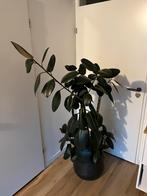 Ficus Elastica kamerplant (rubberplant), Ophalen, Ficus, 100 tot 150 cm, Halfschaduw