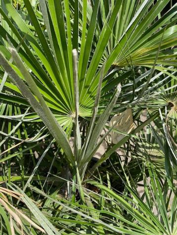 TE KOOP Europese dwergpalm chamaerops humilis beschikbaar voor biedingen