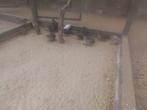 Chinese dwergkwartels, Dieren en Toebehoren, Vogels | Kanaries, Meerdere dieren, Zangkanarie