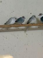 12 diamant duiven, Meerdere dieren