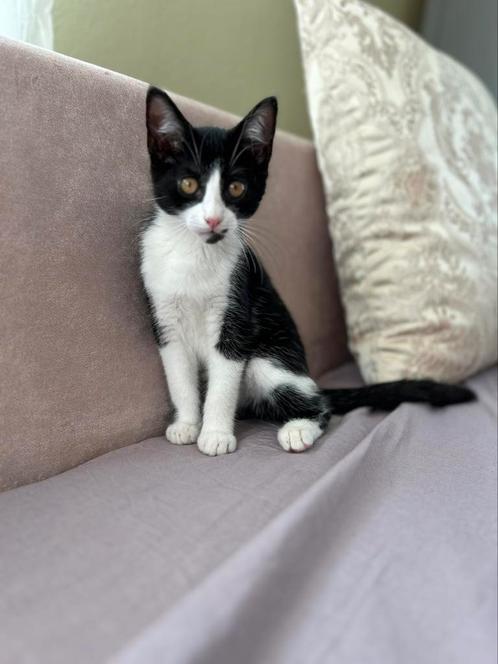 Katjes, Dieren en Toebehoren, Katten en Kittens | Raskatten | Korthaar, Poes