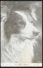1909 portret hond schotse collie  Colley ras echte collie, Gelopen, Overige thema's, Voor 1920, Verzenden