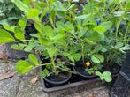pinda plantjes kan in de zomer buiten, Eenjarig, Halfschaduw, Zomer, Ophalen