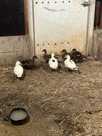 Koppels kwakers, Dieren en Toebehoren, Meerdere dieren, Eend