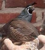 Koppel californische kuifkwartels, Dieren en Toebehoren, Overige Dieren, Januari, Meerdere dieren