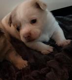 Pomchi x mini pincher pomchi, Dieren en Toebehoren, Rabiës (hondsdolheid), Overige rassen, 8 tot 15 weken, Teef