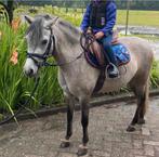 Zeer mooie a sportpony, Dieren en Toebehoren, Pony's, Merrie