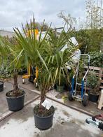 Palmen trachycarpus mooi kruin stam 60/70 in pot winterhard, 100 tot 250 cm, Zomer, Palmboom, Ophalen