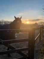 Stalling & weidegang / pp gezocht, Dieren en Toebehoren, Stalling en Weidegang, Stalling