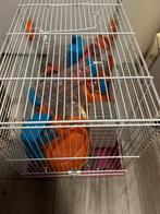 Hamsterkooi met accessoires, Kooi, Minder dan 75 cm, Hamster, Ophalen