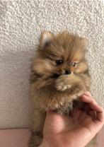 Dwergkees Pomeriaan Puppy. Mogen nest verlaten!, Dieren en Toebehoren, Honden | Poolhonden, Keeshonden en Oertypen, Keeshond, CDV (hondenziekte)