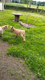 Mooie jonge dekbok, Dieren en Toebehoren, Schapen, Geiten en Varkens, Mannelijk, Geit, 0 tot 2 jaar