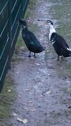 Loop eenden, Mannelijk, Tam