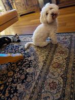 Gezocht dekreu maltezer shih-tzu, Dieren en Toebehoren, Eén hond, 3 tot 5 jaar, Nederland, Particulier
