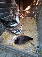 3 mooie tamme Muskuseenden., Meerdere dieren, Eend