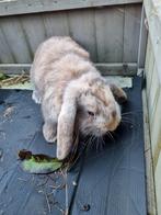 Nederlandse Dwerghangoor konijntjes, Dieren en Toebehoren, Konijnen, Meerdere dieren, Dwerg