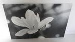schilderij Ikea canvas magnolia bloem, Ophalen, Schilderij, 75 cm of meer