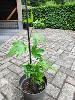 Passiebloem, Ophalen, Overige soorten, Minder dan 100 cm