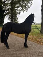 2,5 jarige friese hengst vol papier, Dieren en Toebehoren, Paarden, Dressuurpaard, Hengst, 3 tot 6 jaar, 160 tot 165 cm