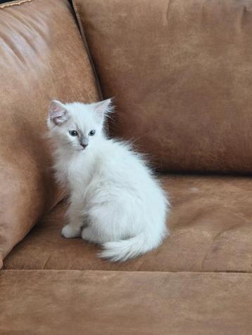ragdoll kitten. ( kan direct verhuizen) beschikbaar voor biedingen