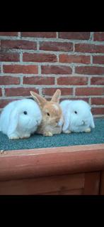 Jonge hangoordwergen minilop, Dieren en Toebehoren, Konijnen, Mannelijk, Dwerg