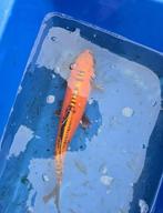 Japanse Koi Shusui, Dieren en Toebehoren