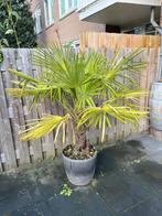 Palmboom (Chineese Palmwaaier) ongeveer 1,80 meter hoog., Tuin en Terras, Planten | Bomen, 100 tot 250 cm, Zomer, Palmboom, Ophalen